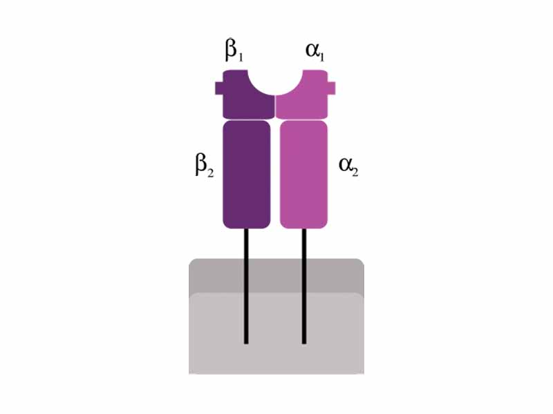 Schematic representation of MHC class II