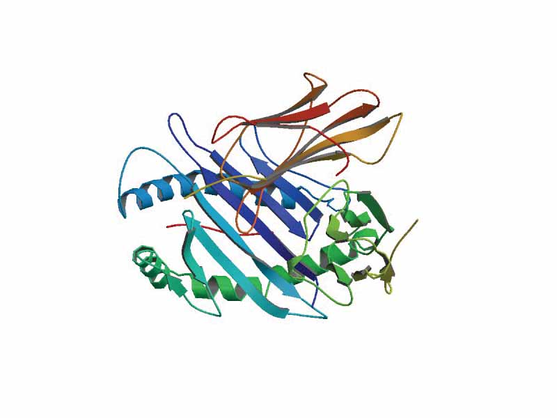 Major histocompatibility complex, class I, B