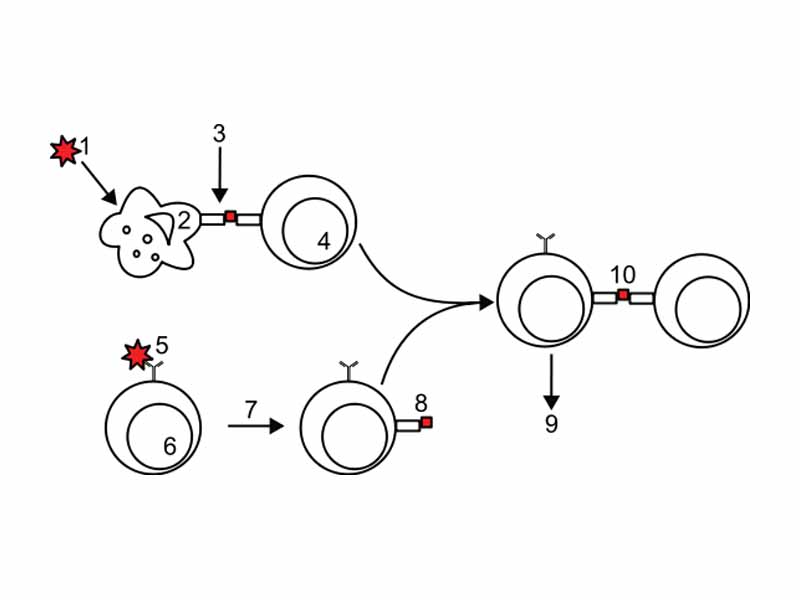 In the upper pathway; foreign protein or antigen (1) is taken up by an antigen-presenting cell (2). The antigen is processed and displayed on an MHC II molecule (3), which interacts with a T helper cell (4). In the lower pathway; whole foreign proteins are bound by membrane antibodies (5) and presented to B lymphocytes (6), which process (7) and present antigen on MHC II (8) to a previously activated T helper cell (10), spurring the production of antigen-specific antibodies (9).