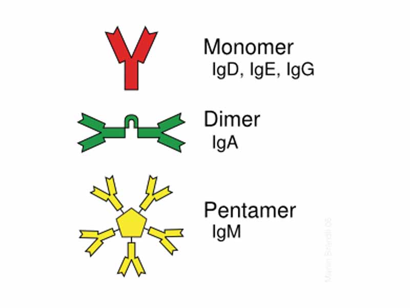 Some antibodies form complexes that bind to multiple antigen molecules.