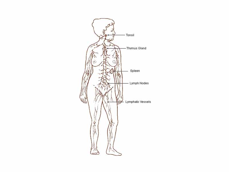 Lymphatic system