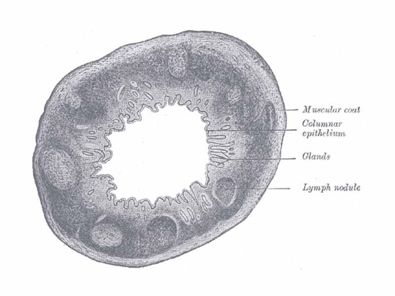 Transverse section of human vermiform process. X 20.