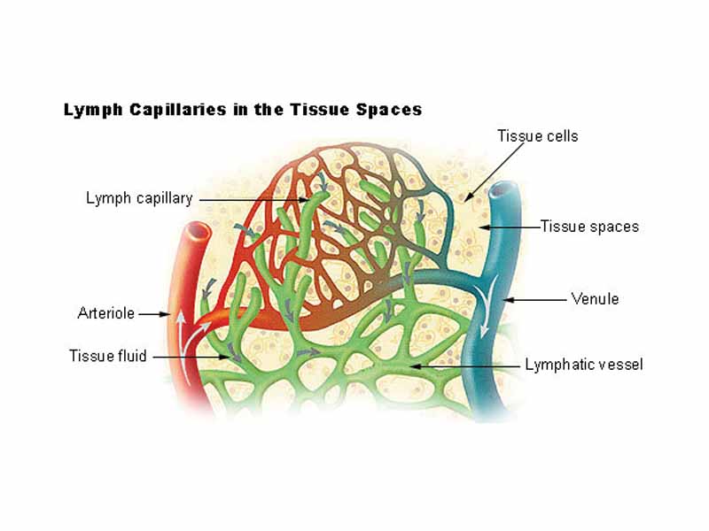 Lymph capillaries in the tissue spaces.