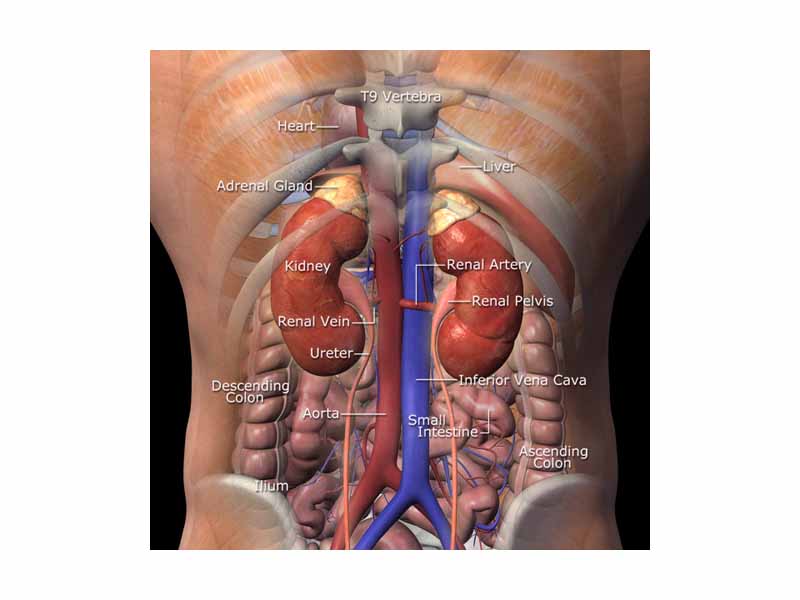 Kidneys viewed from behind with spine removed