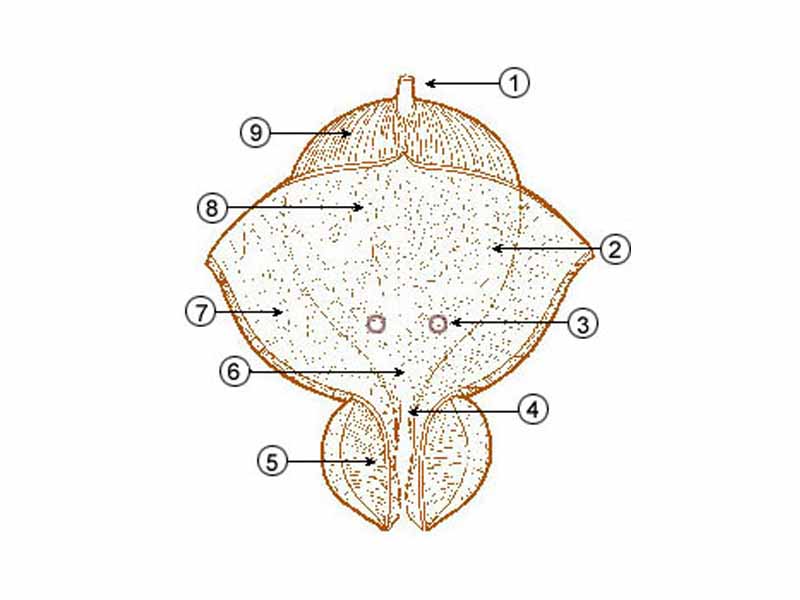     * 1 Urachus  -      * 2 Posterior wall  -      * 3 Ureteral orifice  -      * 4 Bladder neck  -      * 5 Prostate  -      * 6 Trigone  -      * 7 Anterior wall  -      * 8 Lateral wall  -      * 9 Dome 