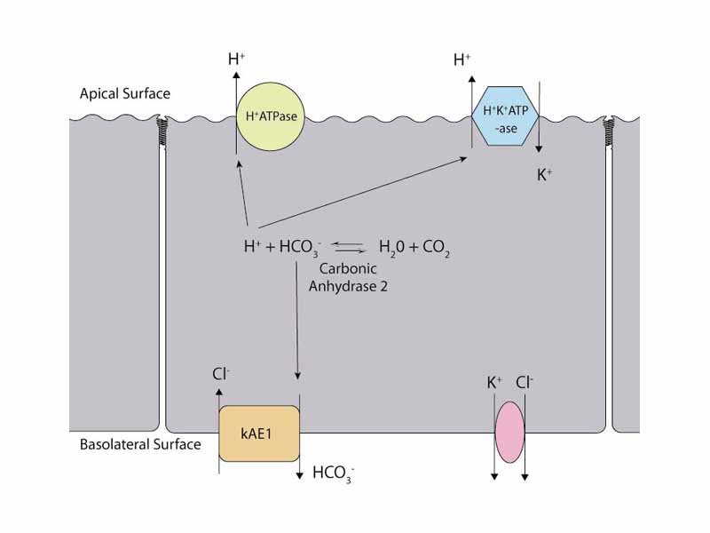 Alpha intercalated cell