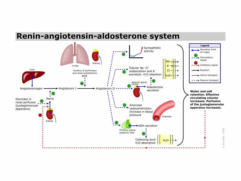 Schematic depicting how the RAAS works. Here, activation of the RAAS is initiated by a low perfusion pressure in the juxtaglomerular apparatus