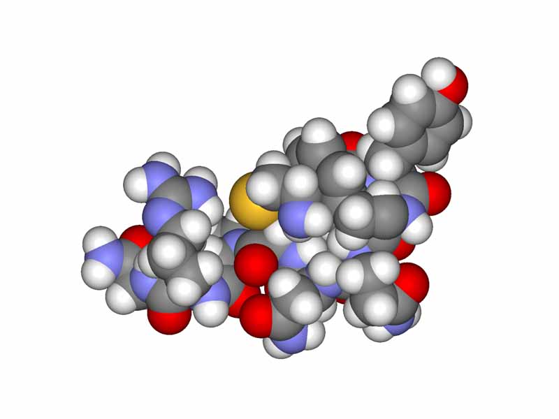 Space-filling model of arginine vasopressin