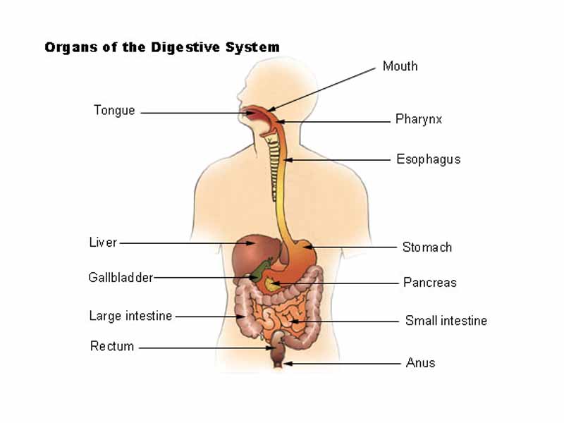 Organs of the digestive system.