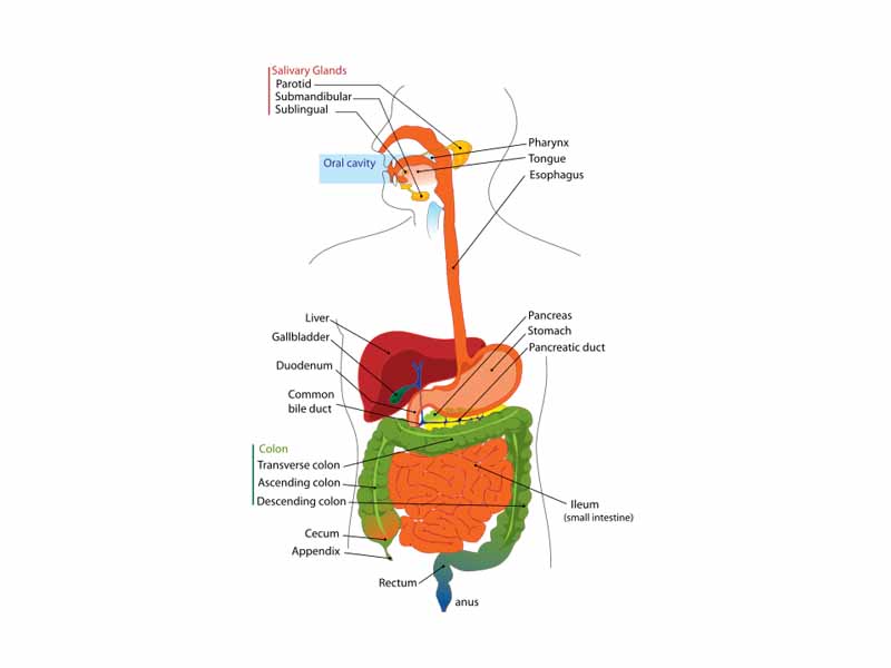 Digestive system