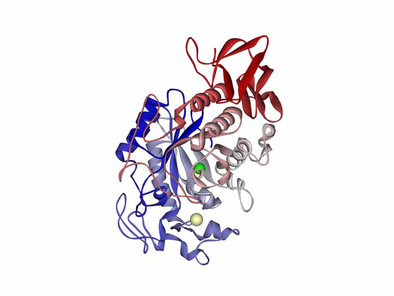 Human salivary amylase. Calcium ion visible in pale khaki; chloride ion in green.