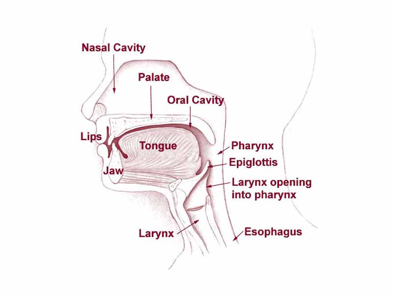 Head and neck.