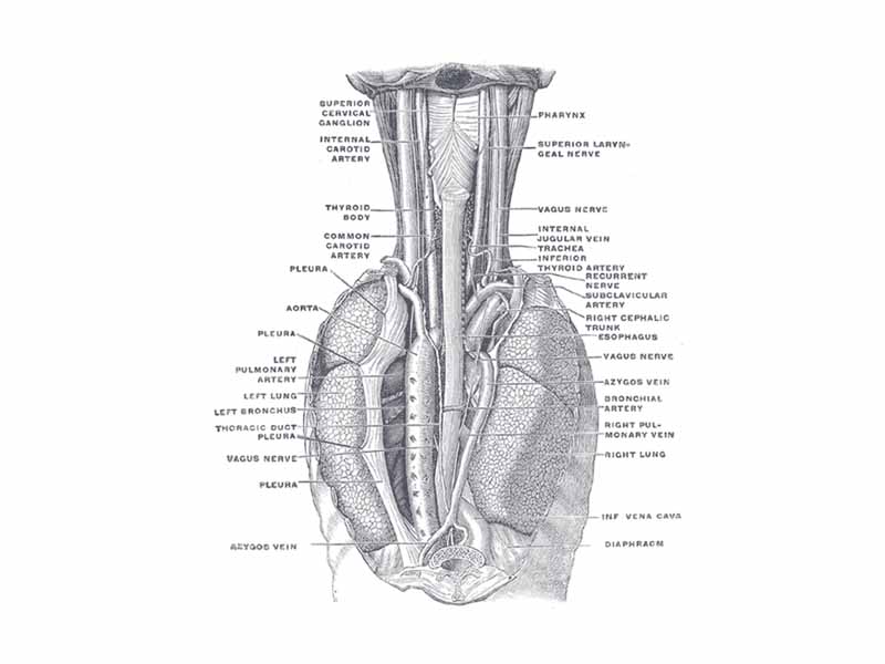 The position and relation of the esophagus in the cervical region and in the posterior mediastinum. Seen from behind.