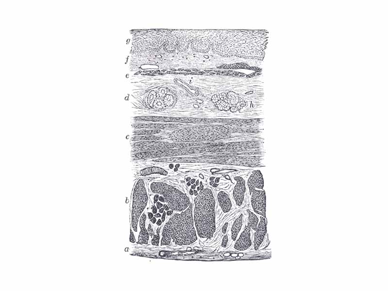 Section of the human esophagus. Moderately magnified. The section is transverse and from near the middle of the gullet.  -  a. Fibrous covering.  -  b. Divided fibers of longitudinal muscular coat.  -  c. Transverse muscular fibers.  -  d. Submucous or areolar layer.  -  e. Muscularis mucosae.  -  f. Mucous membrane, with vessels and part of a lymphoid nodule.  -  g. Stratified epithelial lining.  -  h. Mucous gland.  -  i. Gland duct.  -  m’. Striated muscular fibers cut across.