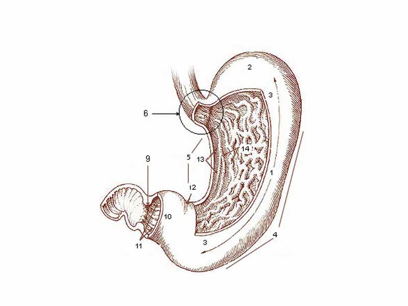 * 1. Body of stomach  -  * 2. Fundus  -  * 3. Anterior wall  -  * 4. Greater curvature  -  * 5. Lesser curvature  -  * 6. Cardia  -  * 9. Pyloric sphincter  -  * 10. Pyloric antrum  -  * 11. Pyloric canal  -  * 12. Angular notch  -  * 13. Gastric canal  -  * 14. Rugal folds