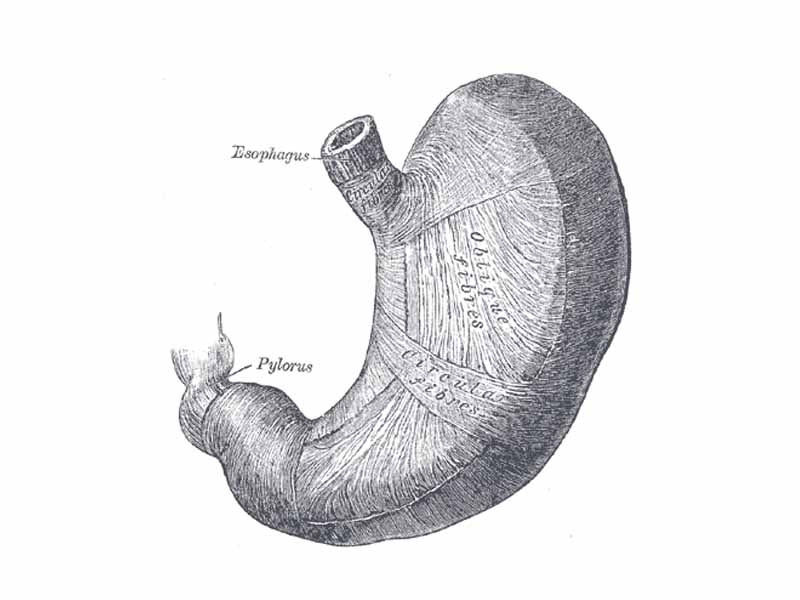 The oblique muscular fibers of the stomach, viewed from above and in front.