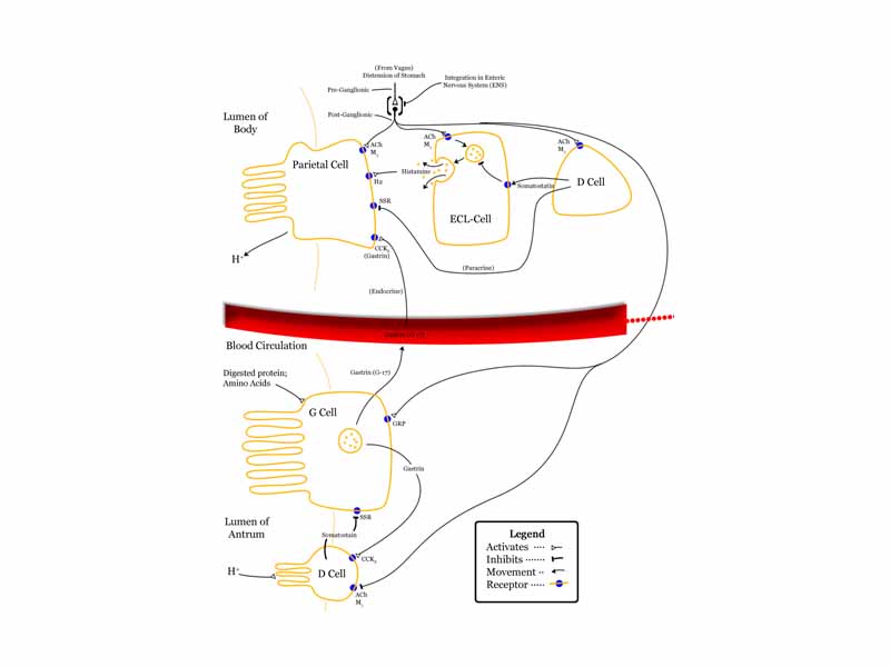 Diagram summarising control of stomach acid secretion, emphasising interaction between the body and antrum.