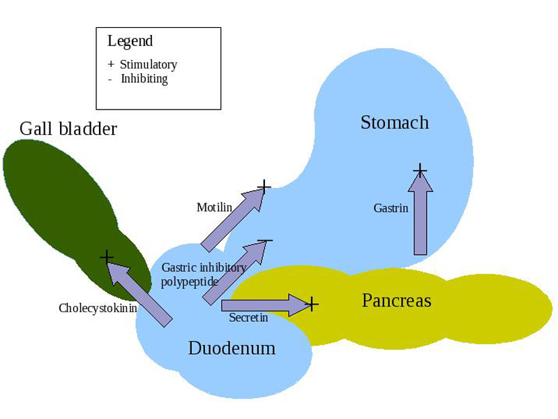 Actions of the major digestive hormones secreted by enteroendocrine cells