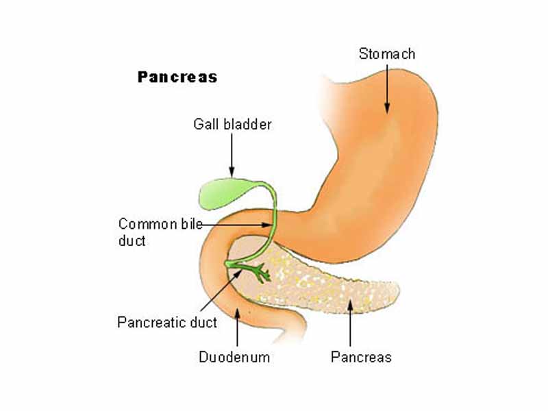 Pancreas