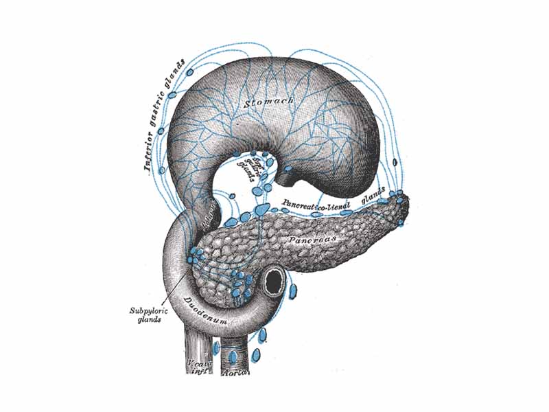 Lymphatics of stomach, etc. The stomach has been turned upward.