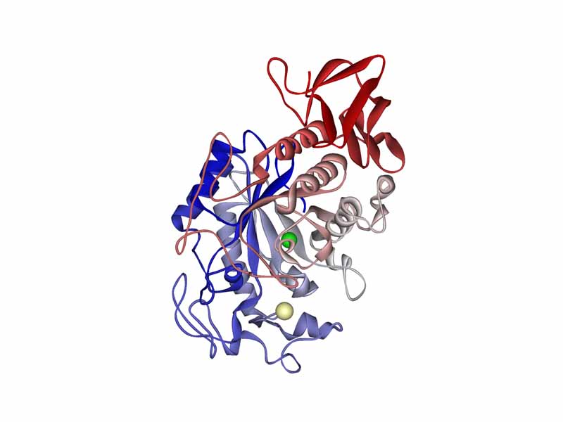 Human pancreatic amylase. Calcium ion visible in pale khaki; chloride ion in green.