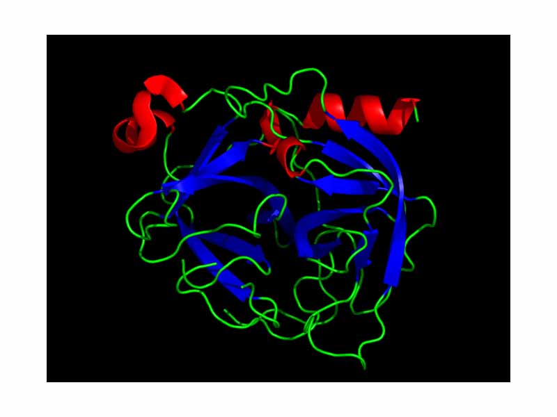 Chymotrypsin