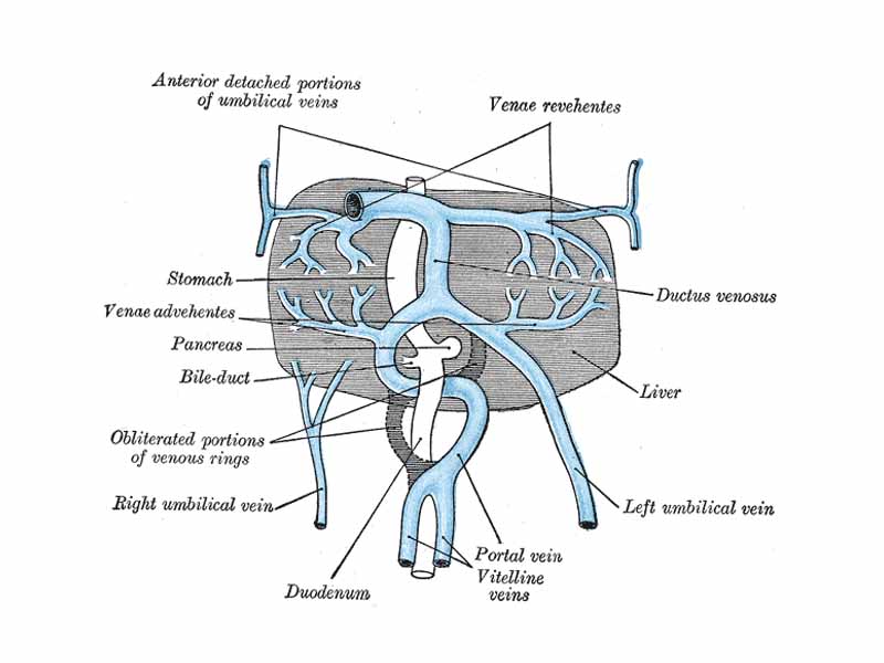 The liver and the veins in connection with it, of a human embryo, twenty-four or twenty-five days old, as seen from the ventral surface.