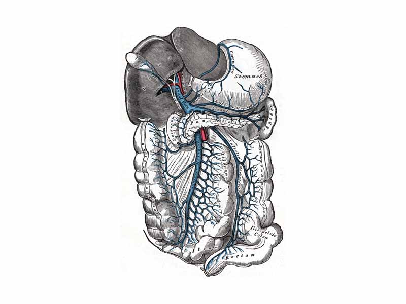 The portal vein and its tributaries. It is formed by the superior mesenteric vein and splenic vein. Leinal vein is an old term for splenic vein.