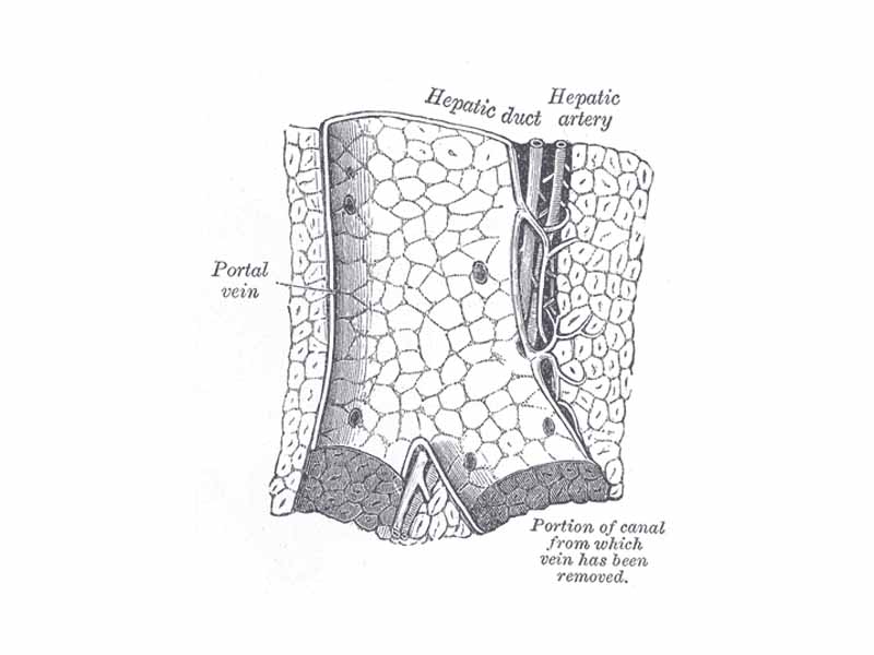 Longitudinal section of a small portal vein and canal.