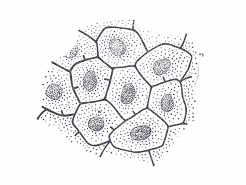 Bile capillaries of rabbit. shown by Golgi’s method. X 450.