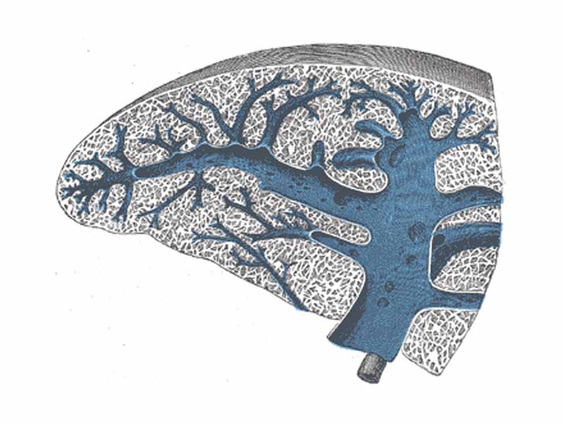 Transverse section of the spleen, showing the trabecular tissue and the splenic vein and its tributaries.