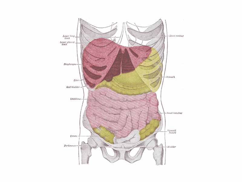 Topography of thoracic and abdominal viscera.