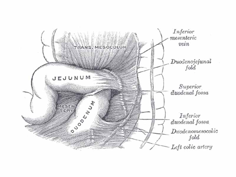 Superior and inferior duodenal fossæ.