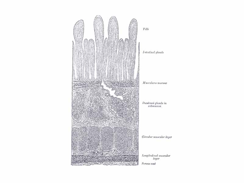 Section of duodenum of cat. (Duodenal glands in submucosa labeled at right, fourth from the top.)