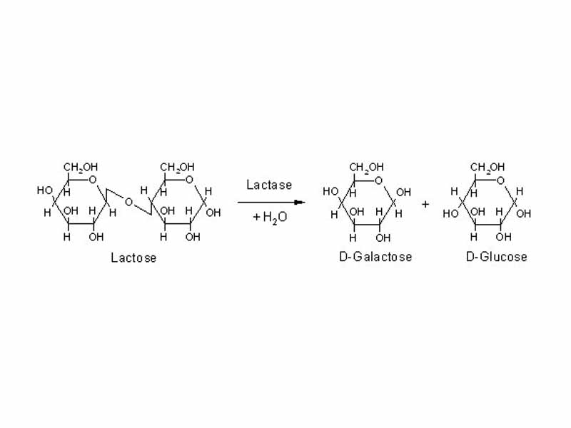 Reaction using lactase