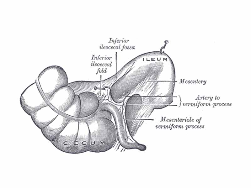 Inferior ileocecal fossa.