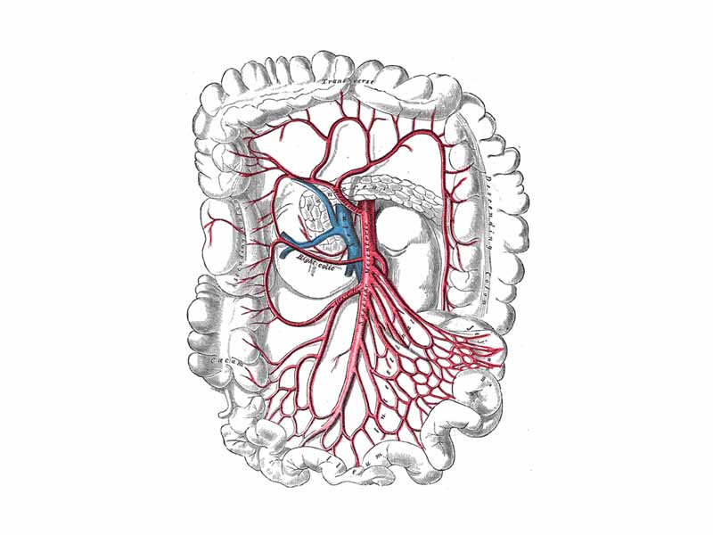 The superior mesenteric artery and its branches.