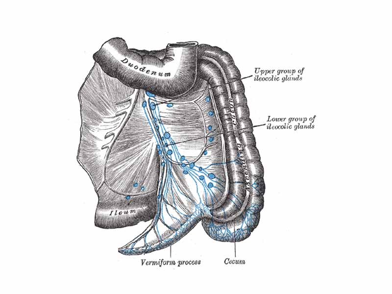 The lymphatics of cecum and vermiform process from behind.