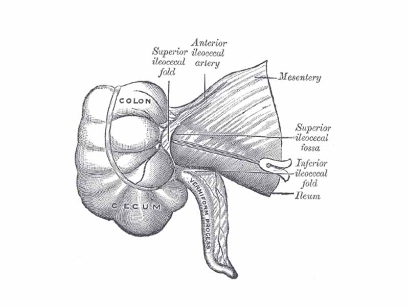 Superior ileocecal fossa.