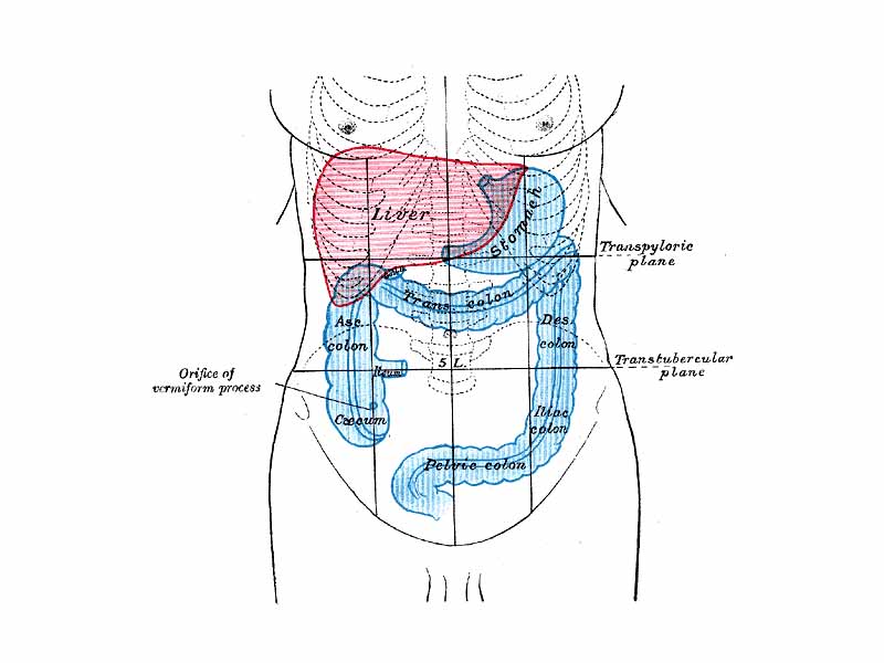 Front of abdomen, showing surface markings for liver (red), and the stomach and large intestine (blue).