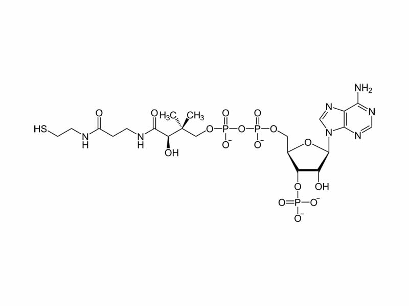 Pantothenic acid is essential for the synthesis of coenzyme A.