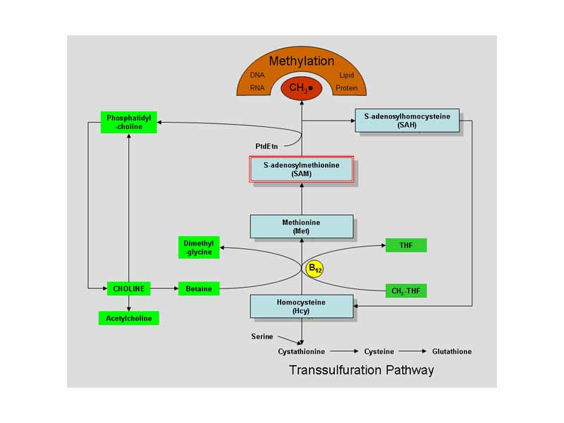 Choline metabolism. (Choline is green box at left, second from the bottom.)