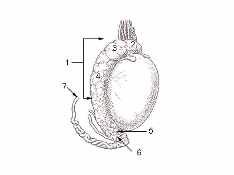 1 Epididymis 2 Head of epididymis 3 Lobules of epididymis 4 Body of epididymis 5 Tail of epididymis 6 Duct of epididymis 7 Deferent duct (ductus deferens or vas deferens)