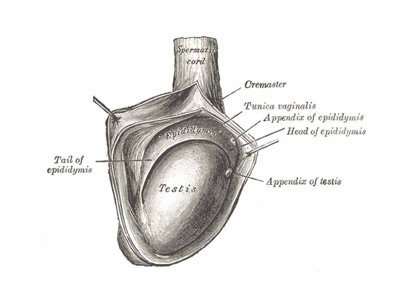 The right testis, exposed by laying open the tunica vaginalis.