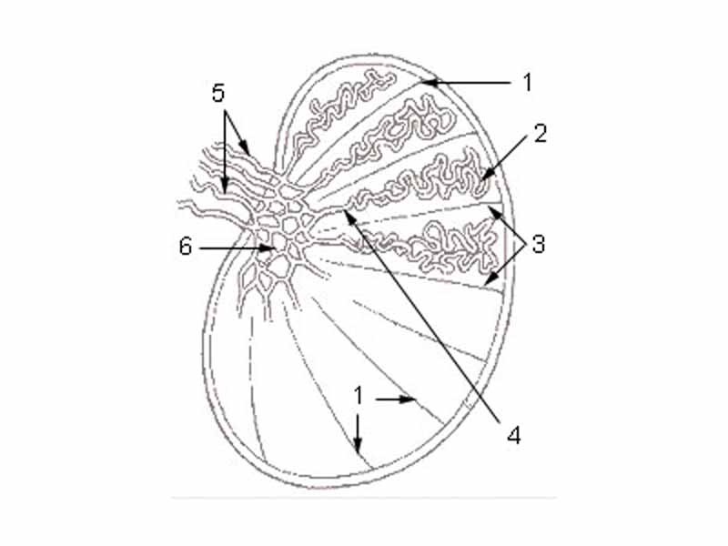 1: Testicular septa  -  2: Convoluted seminiferous tubules  -  3: Testicular lobules  -  4: Straight seminiferous tubules  -  5: Efferent ductules  -  6: Rete testis  