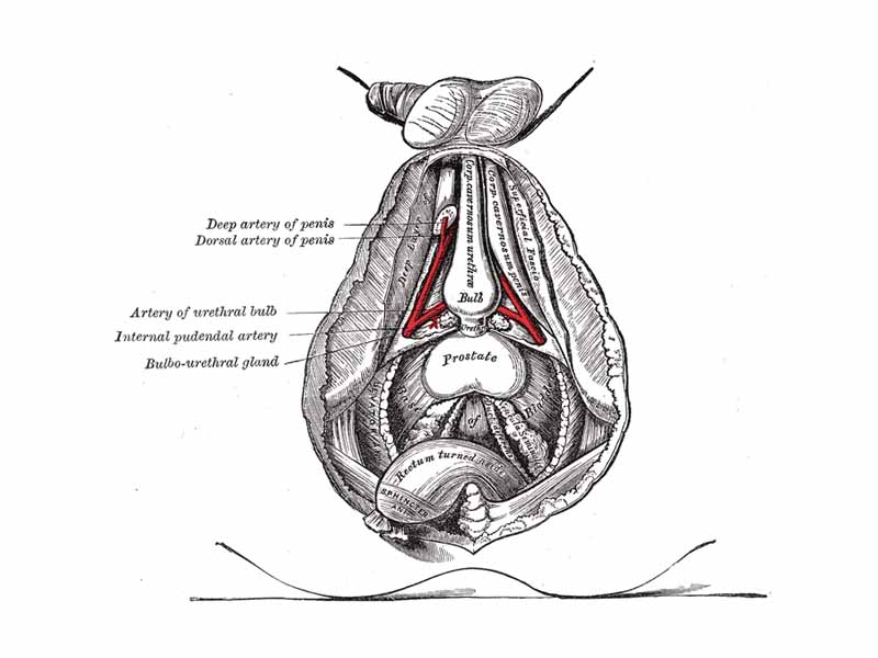 The deeper branches of the internal pudendal artery. (Bulbourethral gland labeled at center left.)