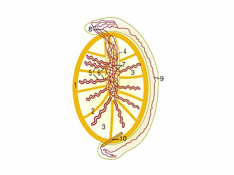 Schematic drawing of testicle and epididymis. 1 Tunica albuginea, 2 Septula testis, 3 Lobulus testis, 4 Mediastinum testis, 5 Tubuli seminiferi contorti, 6 Tubuli seminiferi recti, 7 Rete testis, 8 Ductuli efferentes testis, 9 Ductus epididymidis, 10 initial part of deferent duct