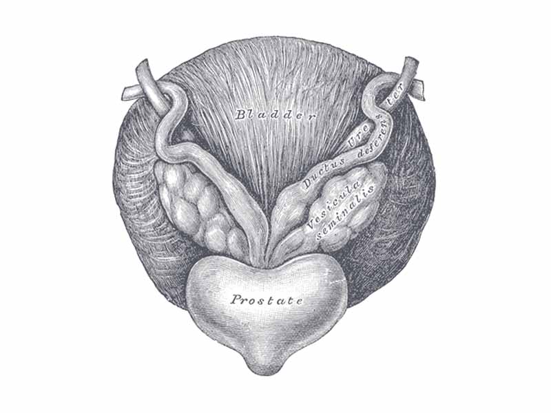 Fundus of the bladder with the vesiculæ seminales.