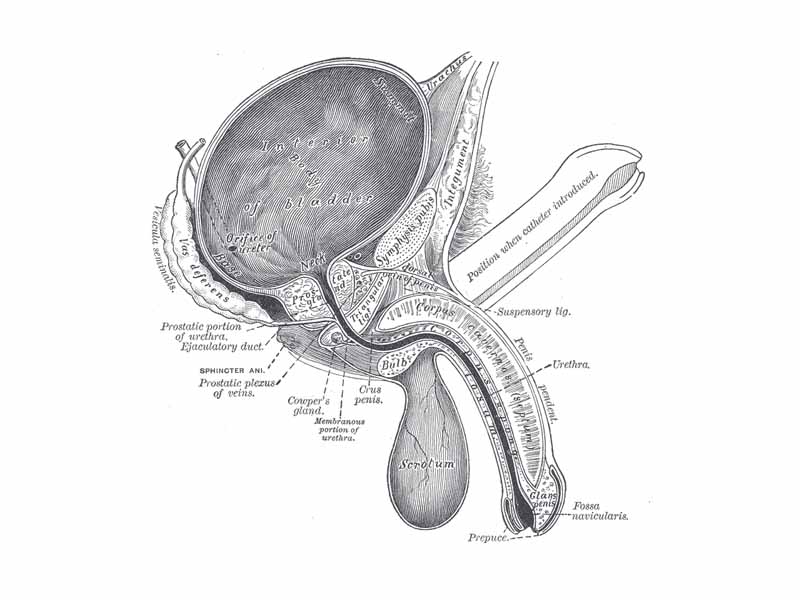 Vertical section of bladder, penis, and urethra.