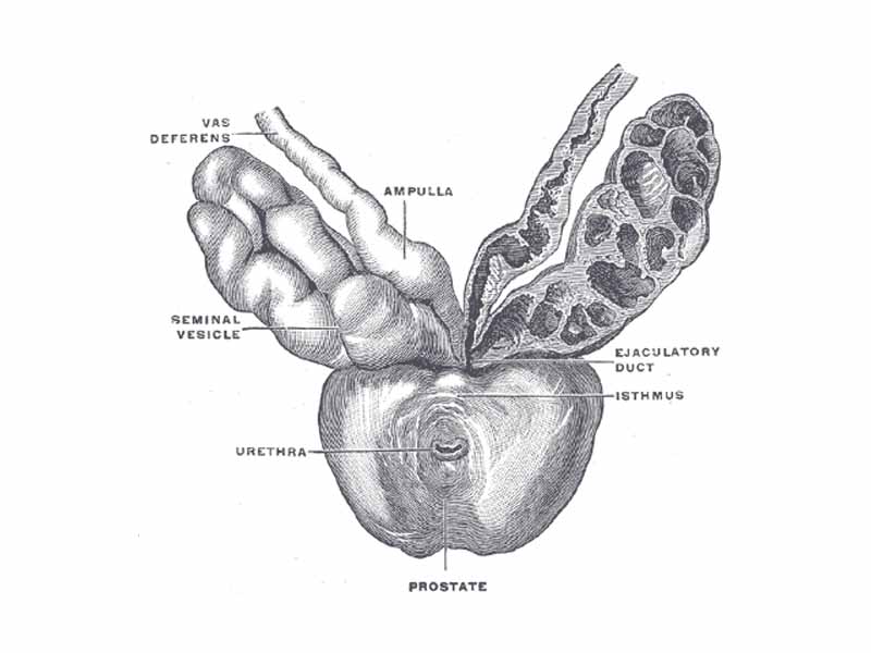 Prostate with seminal vesicles and seminal ducts, viewed from in front and above.